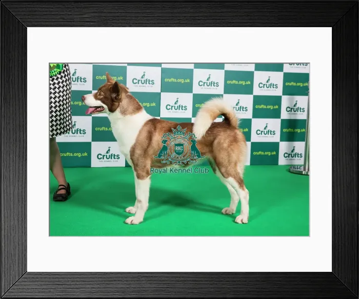 Framed Print : Best of Breed GREENLAND DOG (NONCC) Crufts 2023 Framed Print : Best of Breed GREENLAND DOG (NONCC) Crufts 2023