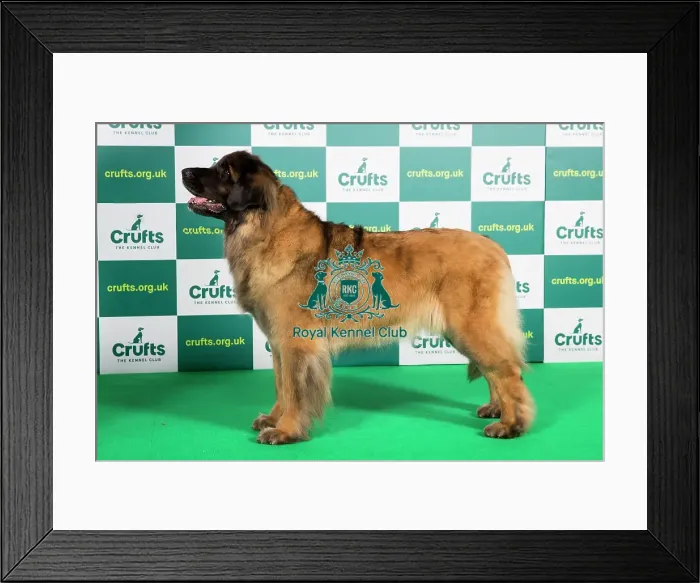 Framed Print : Best of Breed LEONBERGER Crufts 2023 Framed Print : Best of Breed LEONBERGER Crufts 2023