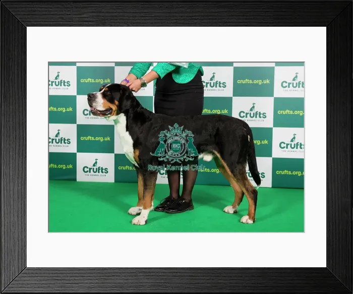 Framed Print : Best of Breed GREAT SWISS MOUNTAIN DOG Crufts 2023 Framed Print : Best of Breed GREAT SWISS MOUNTAIN DOG Crufts 2023