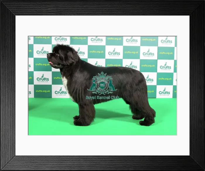 Framed Print : Best of Breed Newfoundland Crufts 2023 Framed Print : Best of Breed Newfoundland Crufts 2023
