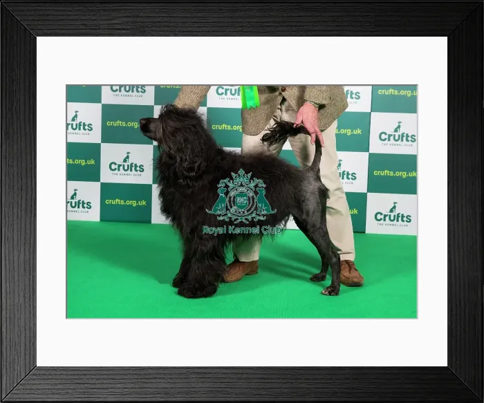 Framed Print : Best of Breed PORTUGUESE WATER DOG Crufts 2023 Framed Print : Best of Breed PORTUGUESE WATER DOG Crufts 2023