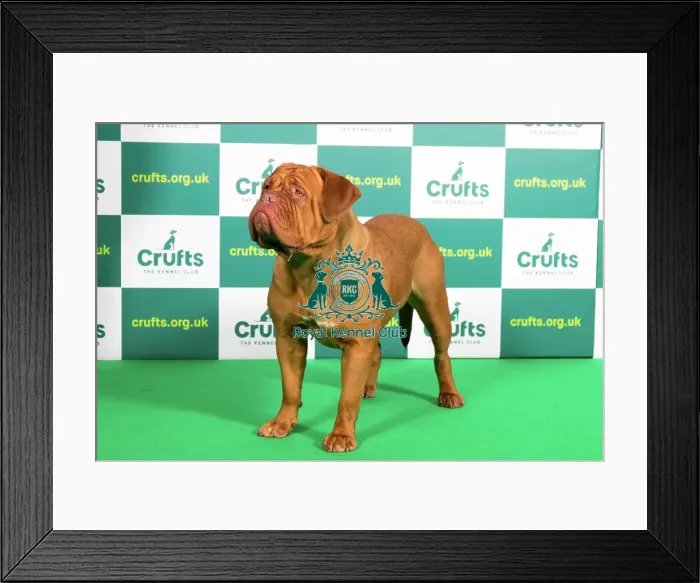 Framed Print : Best of Breed DOGUE DE BORDEAUX (NONCC) Crufts 2023 Framed Print : Best of Breed DOGUE DE BORDEAUX (NONCC) Crufts 2023