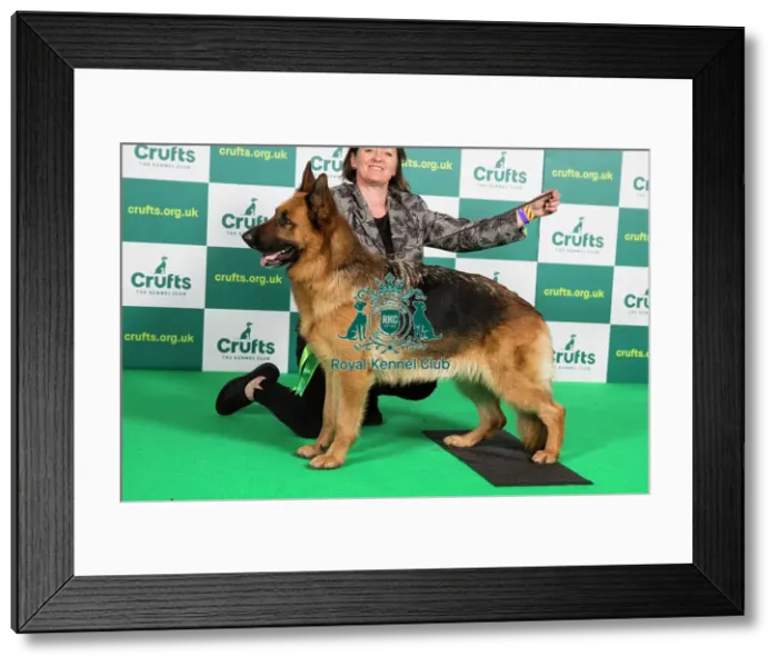 Framed Print : Best of Breed GERMAN SHEPHERD DOG Crufts 2023 Framed Print : Best of Breed GERMAN SHEPHERD DOG Crufts 2023