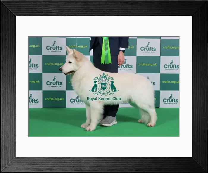 Framed Print : Best of Breed WHITE SWISS SHEPHERD Crufts 2023 Framed Print : Best of Breed WHITE SWISS SHEPHERD Crufts 2023