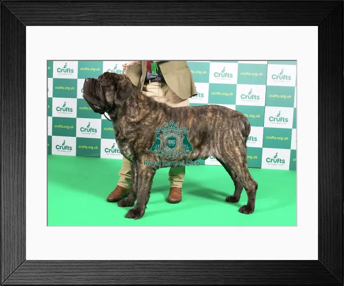 Framed Print : Best of Breed MASTIFF Crufts 2023 Framed Print : Best of Breed MASTIFF Crufts 2023