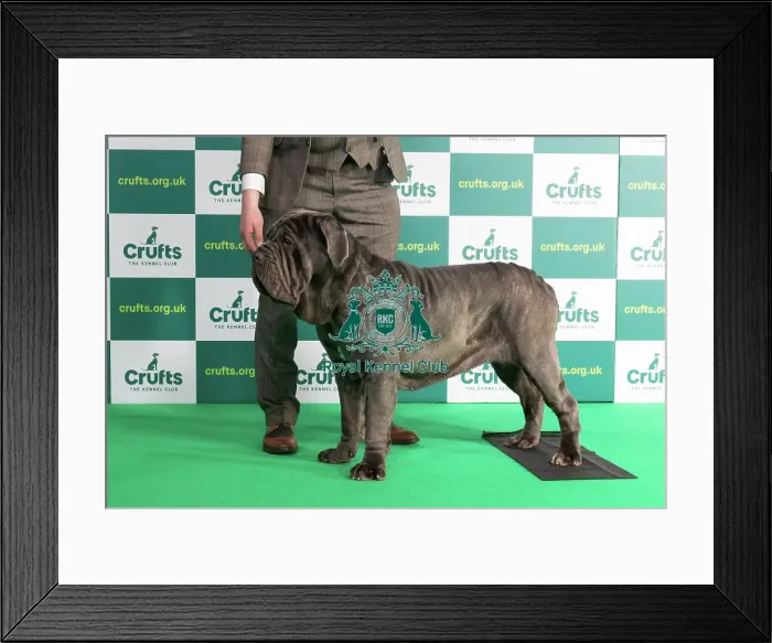 Framed Print : Best of Breed NEAPOLITAN MASTIFF (NONCC) Crufts 2023 Framed Print : Best of Breed NEAPOLITAN MASTIFF (NONCC) Crufts 2023