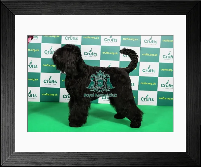 Framed Print : Best of Breed RUSSIAN BLACK TERRIER (NONCC) Crufts 2023 Framed Print : Best of Breed RUSSIAN BLACK TERRIER (NONCC) Crufts 2023