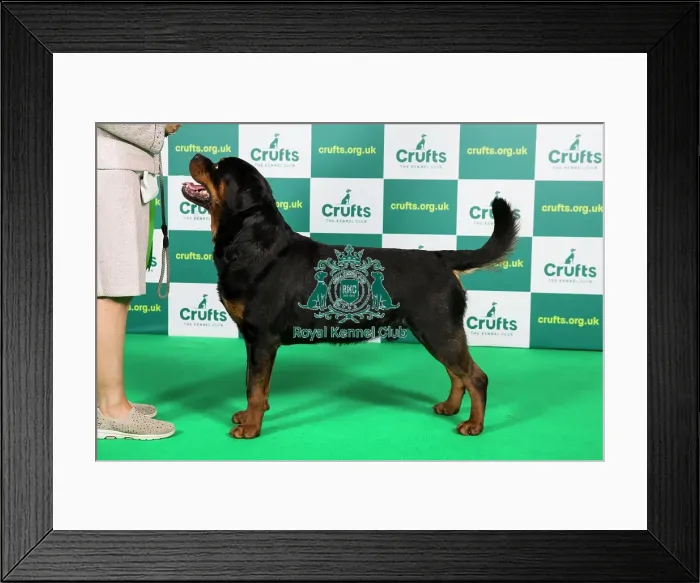 Framed Print : Best of Breed Rottweiler Crufts 2023 Framed Print : Best of Breed Rottweiler Crufts 2023