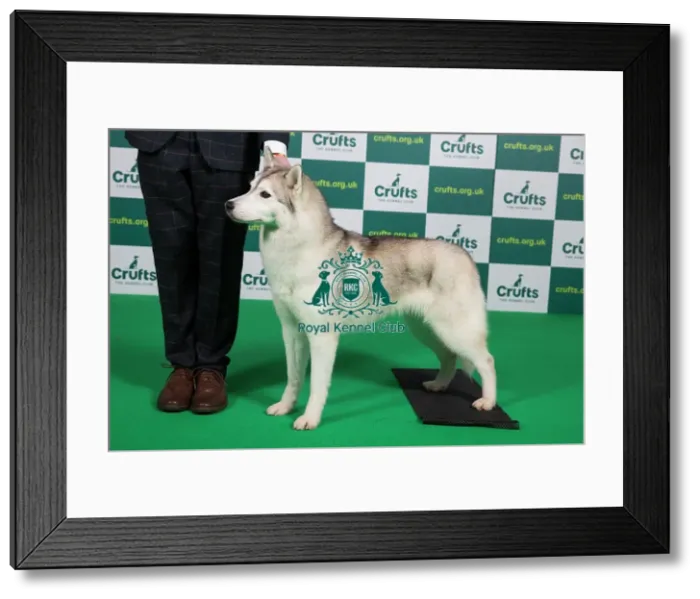 Framed Print : Best of Breed SIBERIAN HUSKY Crufts 2023 Framed Print : Best of Breed SIBERIAN HUSKY Crufts 2023