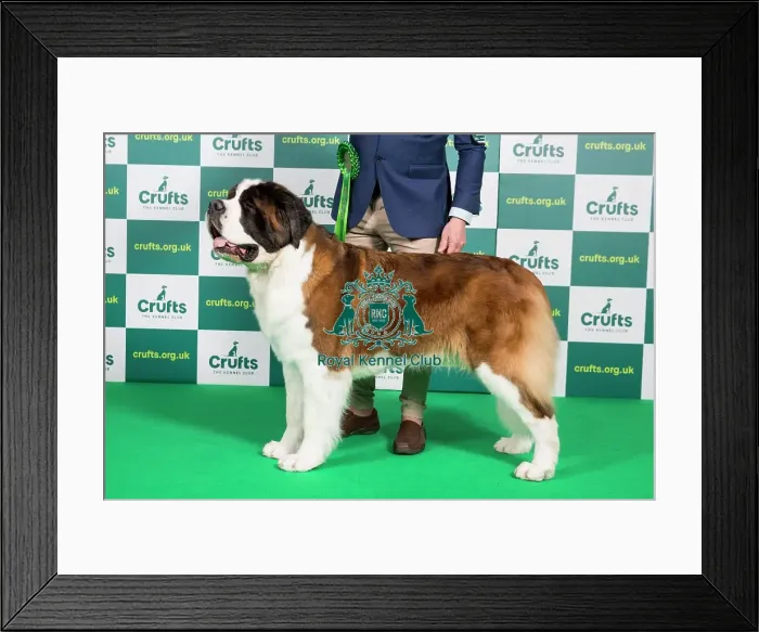 Framed Print : Best of Breed St Bernard Crufts 2023 Framed Print : Best of Breed St Bernard Crufts 2023