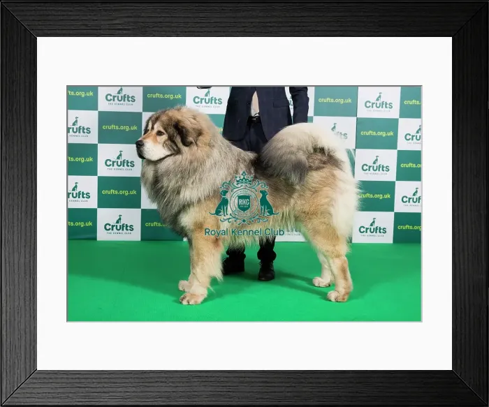 Framed Print : Best of Breed TIBETAN MASTIFF (NONCC) Crufts 2023 Framed Print : Best of Breed TIBETAN MASTIFF (NONCC) Crufts 2023