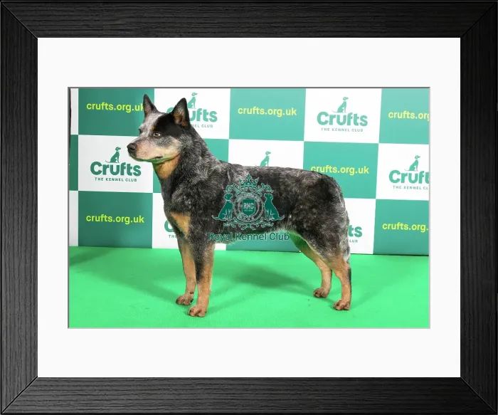 Framed Print : Best of Breed Australian Cattle Dog Crufts 2023 Framed Print : Best of Breed Australian Cattle Dog Crufts 2023