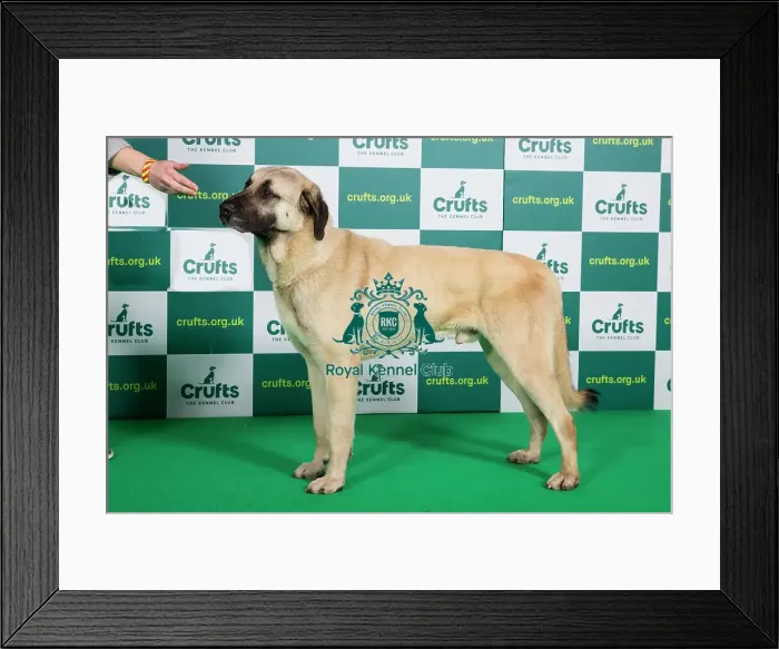 Framed Print : Best of Breed ANATOLIAN SHEPHERD DOG (NONCC) Crufts 2023 Framed Print : Best of Breed ANATOLIAN SHEPHERD DOG (NONCC) Crufts 2023