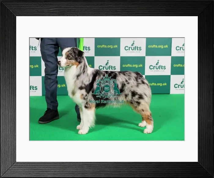 Framed Print : Best of Breed Australian Shepherd Crufts 2023 Framed Print : Best of Breed Australian Shepherd Crufts 2023