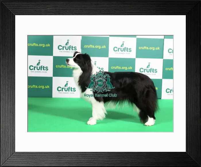 Framed Print : Best of Breed Border Collie Crufts 2023