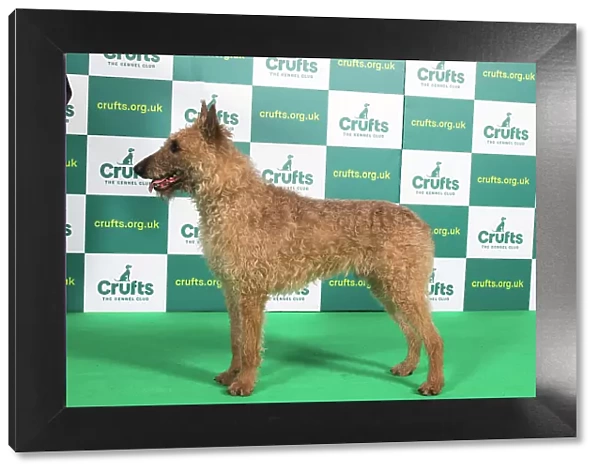 Best of Breed BELGIAN SHEPHERD DOG (LAEKENOIS) Crufts 2023