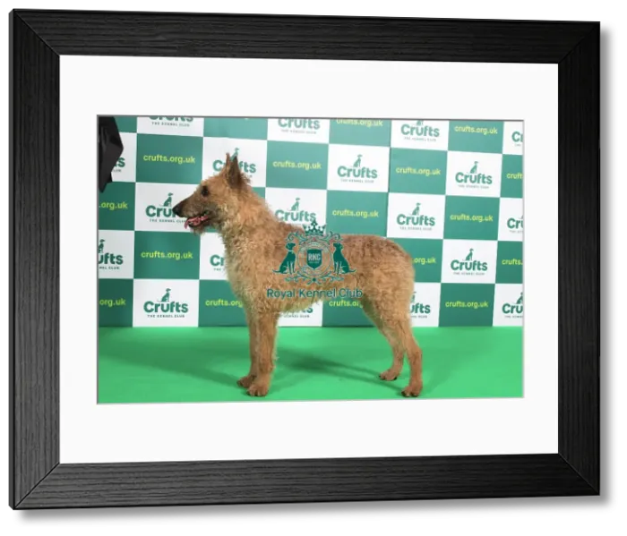 Framed Print : Best of Breed BELGIAN SHEPHERD DOG (LAEKENOIS) Crufts 2023 Framed Print : Best of Breed BELGIAN SHEPHERD DOG (LAEKENOIS) Crufts 2023