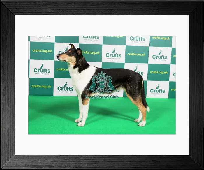 Framed Print : Best of Breed COLLIE (SMOOTH) Crufts 2023 Framed Print : Best of Breed COLLIE (SMOOTH) Crufts 2023