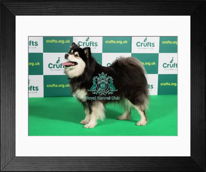 Framed Print : Best of Breed FINNISH LAPPHUND Crufts 2023