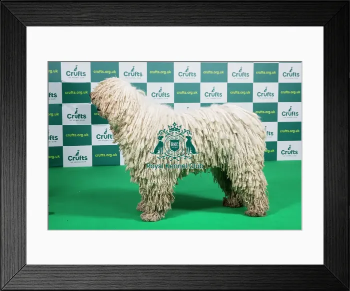 Framed Print : Best of Breed KOMONDOR (NONCC) Crufts 2023 Framed Print : Best of Breed KOMONDOR (NONCC) Crufts 2023