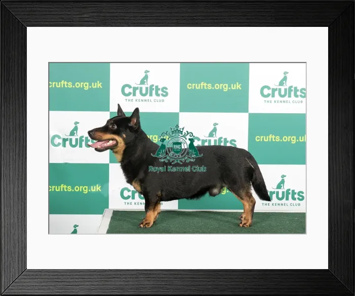Framed Print : Best of Breed LANCASHIRE HEELER Crufts 2023 Framed Print : Best of Breed LANCASHIRE HEELER Crufts 2023