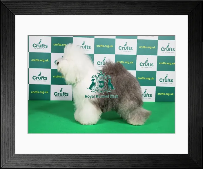 Framed Print : Best of Breed OLD ENGLISH SHEEPDOG Crufts 2023 Framed Print : Best of Breed OLD ENGLISH SHEEPDOG Crufts 2023