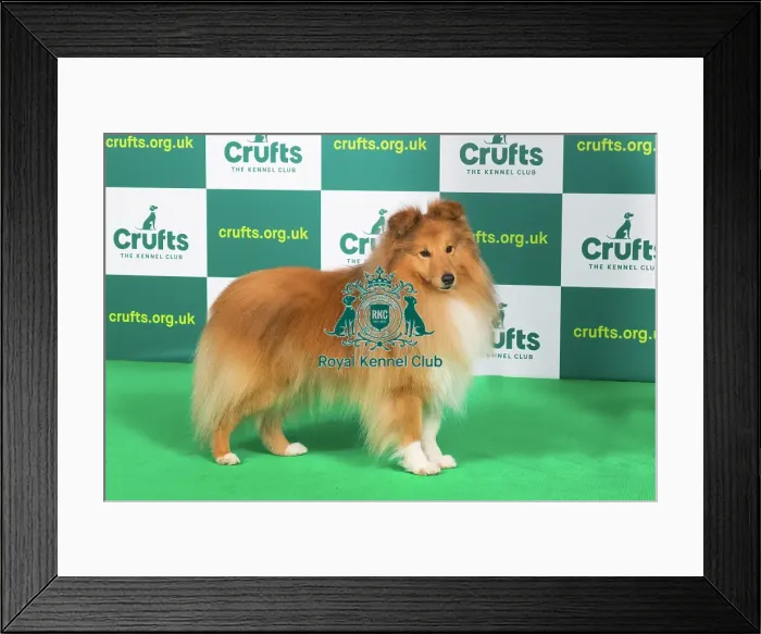 Framed Print : Best of Breed SHETLAND SHEEPDOG Crufts 2023 Framed Print : Best of Breed SHETLAND SHEEPDOG Crufts 2023