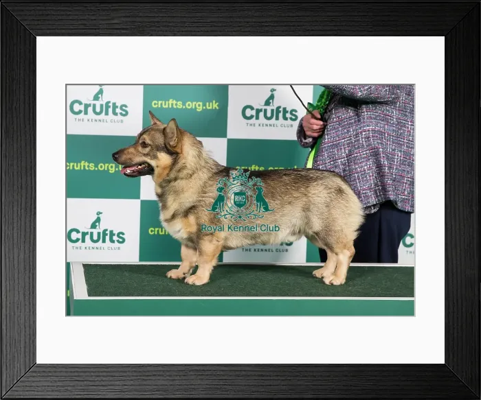 Framed Print : Best of Breed SWEDISH VALLHUND Crufts 2023