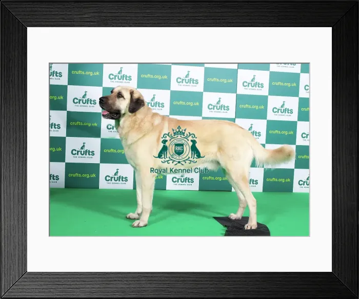 Framed Print : Best of Breed TURKISH KANGAL DOG Crufts 2023 Framed Print : Best of Breed TURKISH KANGAL DOG Crufts 2023