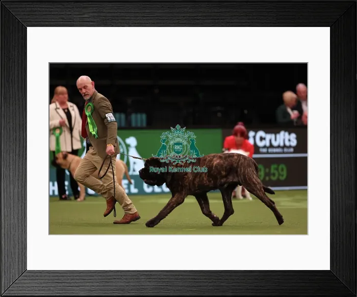 Framed Print : Simon Andrews from Burton on Trent with Diesel, a Mastiff, which was the Best of Breed winner today (Friday 10. 03. 23), the second day of Crufts 2023, at the NEC Birmingham Framed Print : Simon Andrews from Burton on Trent with Diesel, a Mastiff, which was the Best of Breed winner today (Friday 10. 03. 23), the second day of Crufts 2023, at the NEC Birmingham