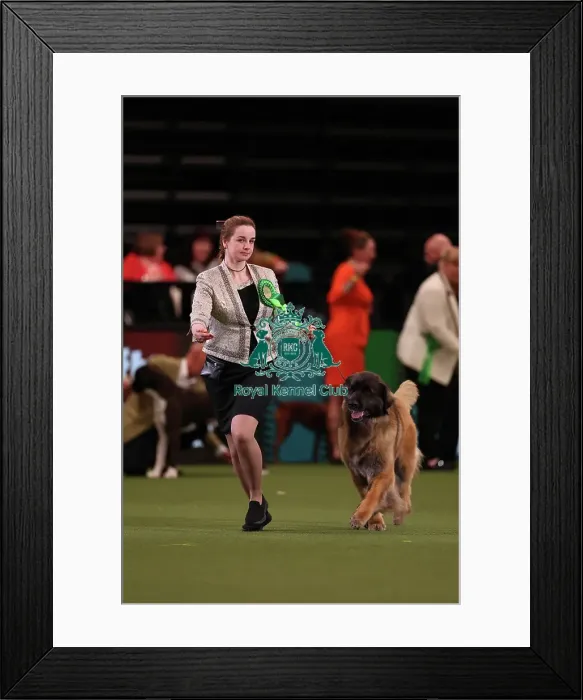 Framed Print : Olga Agadova from Cyprus with Ezhy, a Leonberger, which was the Best of Breed winner today (Friday 10. 03. 23), the second day of Crufts 2023, at the NEC Birmingham