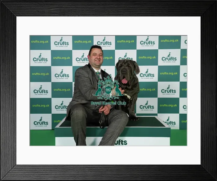 Framed Print : Mike Evans from Boston with Unica, a Neapolitan Mastiff, which was the Best of Breed winner today (Friday 10. 03. 23), the second day of Crufts 2023, at the NEC Birmingham Framed Print : Mike Evans from Boston with Unica, a Neapolitan Mastiff, which was the Best of Breed winner today (Friday 10. 03. 23), the second day of Crufts 2023, at the NEC Birmingham