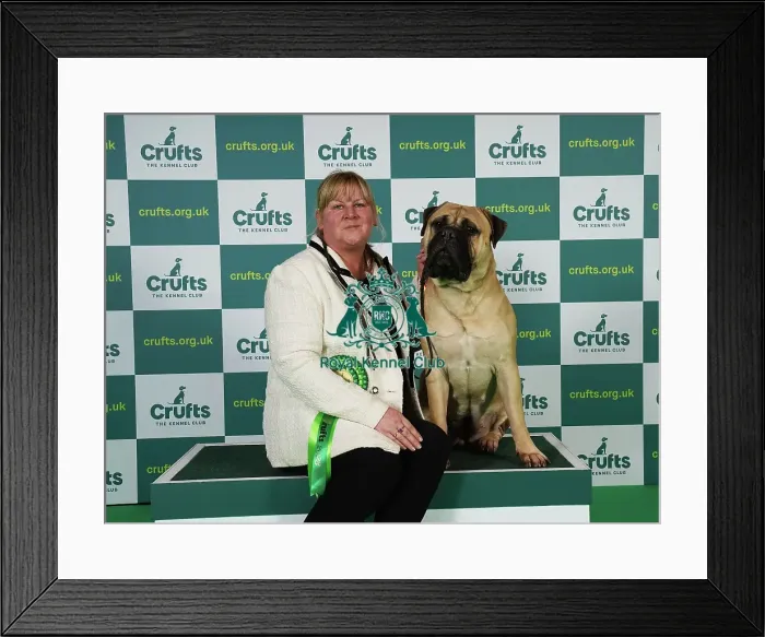 Framed Print : Cathy Latter from Chester with Gwen, a Bullmastiff, which was the Best of Breed winner today (Friday 10. 03. 23), the second day of Crufts 2023, at the NEC Birmingham Framed Print : Cathy Latter from Chester with Gwen, a Bullmastiff, which was the Best of Breed winner today (Friday 10. 03. 23), the second day of Crufts 2023, at the NEC Birmingham