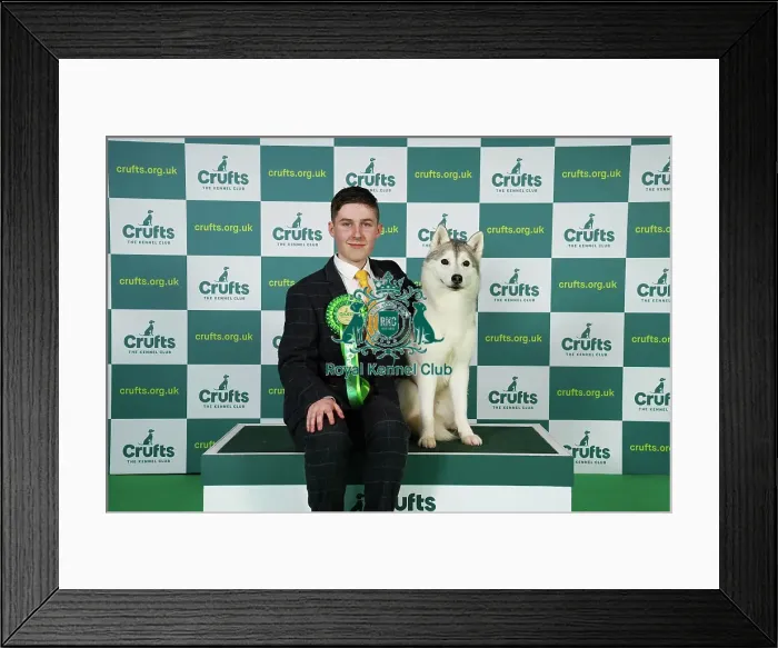 Framed Print : Ashley Sutton from New Aycliffe with Arya, a Siberian Husky, which was the Best of Breed winner today (Friday 10. 03. 23), the second day of Crufts 2023, at the NEC Birmingham