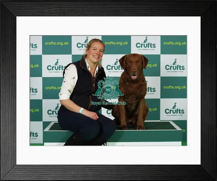 Framed Print : Joy Middleton from Leatherhead with Hebe, Retriever Chesapeake Bay, which was the Best of Breed winner today (Thursday 09. 03. 23), the first day of Crufts 2023, at the NEC Birmingham Framed Print : Joy Middleton from Leatherhead with Hebe, Retriever Chesapeake Bay, which was the Best of Breed winner today (Thursday 09. 03. 23), the first day of Crufts 2023, at the NEC Birmingham