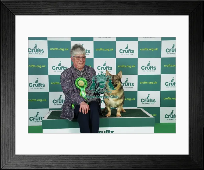 Framed Print : Sandra Drinkwater from Preston with Norton, a Swedish Lapphund, which was the Best of Breed winner today (Friday 10. 03. 23), the second day of Crufts 2023, at the NEC Birmingham. Sandra Drinkwater from Preston with Norton, a Swedish Lapphund