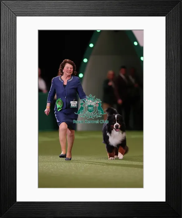 Framed Print : Julie Baldwin from Preston with Chirac, a Bernese Mountain Dog, which was the Best of Breed winner today (Friday 10. 03. 23), the second day of Crufts 2023, at the NEC Birmingham Framed Print : Julie Baldwin from Preston with Chirac, a Bernese Mountain Dog, which was the Best of Breed winner today (Friday 10. 03. 23), the second day of Crufts 2023, at the NEC Birmingham