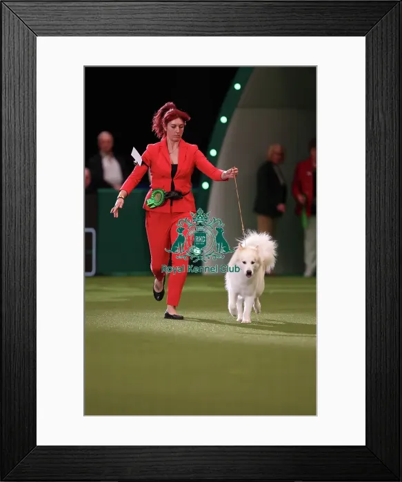 Framed Print : Yasmin Needham from Leicestershire with Nova, a Canadian Eskimo Dog, which was the Best of Breed winner today (Friday 10. 03. 23), the second day of Crufts 2023, at the NEC Birmingham