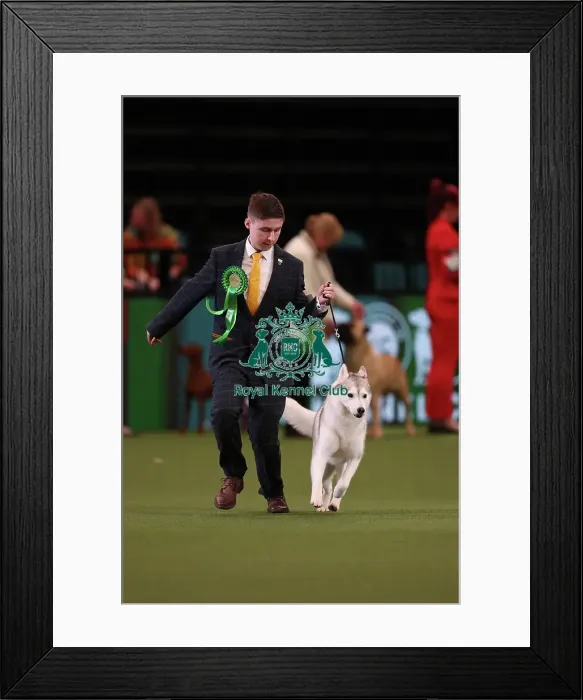 Framed Print : Ashley Sutton from New Aycliffe with Arya, a Siberian Husky, which was the Best of Breed winner today (Friday 10. 03. 23), the second day of Crufts 2023, at the NEC Birmingham