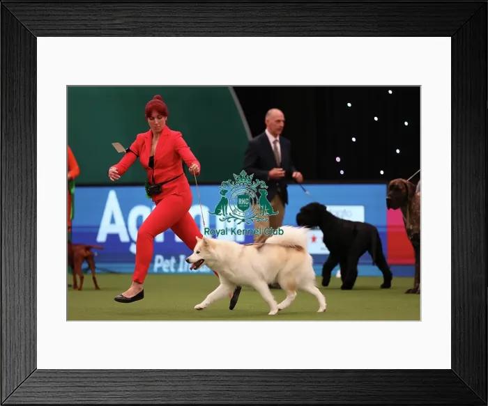 Framed Print : Yasmin Needham from Leicestershire with Nova, a Canadian Eskimo Dog, which was the Best of Breed winner today (Friday 10. 03. 23), the second day of Crufts 2023, at the NEC Birmingham