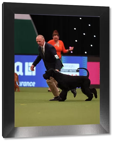 Kevin Cullen from Hastings with Night, a Giant Schnauzer, which was the Best of Breed winner today (Friday 10. 03. 23), the second day of Crufts 2023, at the NEC Birmingham