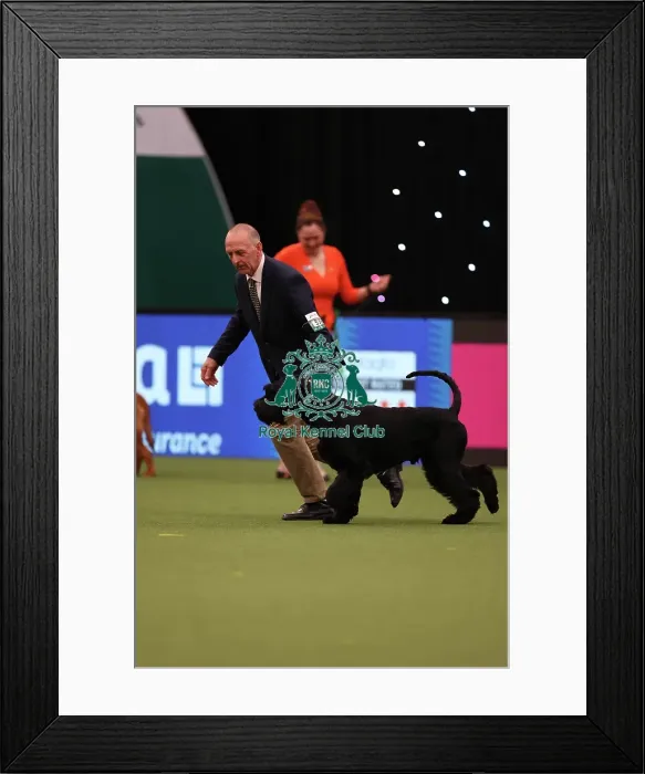Framed Print : Kevin Cullen from Hastings with Night, a Giant Schnauzer, which was the Best of Breed winner today (Friday 10. 03. 23), the second day of Crufts 2023, at the NEC Birmingham Framed Print : Kevin Cullen from Hastings with Night, a Giant Schnauzer, which was the Best of Breed winner today (Friday 10. 03. 23), the second day of Crufts 2023, at the NEC Birmingham