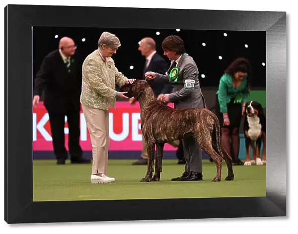Lesley Chappell and Adam Chappell from Matlock with Guy, a Great Dane, which was the Best of Breed winner today (Friday 10. 03. 23), the second day of Crufts 2023, at the NEC Birmingham