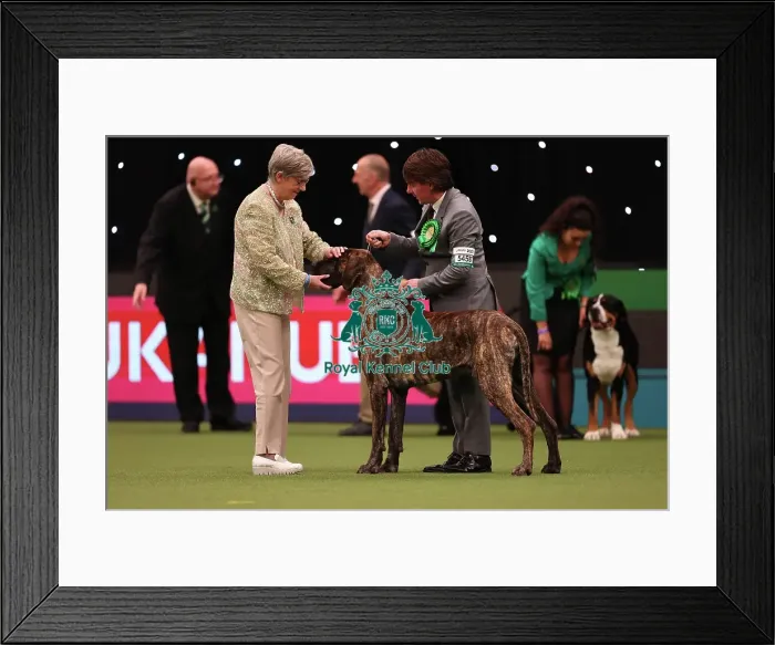 Framed Print : Lesley Chappell and Adam Chappell from Matlock with Guy, a Great Dane, which was the Best of Breed winner today (Friday 10. 03. 23), the second day of Crufts 2023, at the NEC Birmingham Framed Print : Lesley Chappell and Adam Chappell from Matlock with Guy, a Great Dane, which was the Best of Breed winner today (Friday 10. 03. 23), the second day of Crufts 2023, at the NEC Birmingham