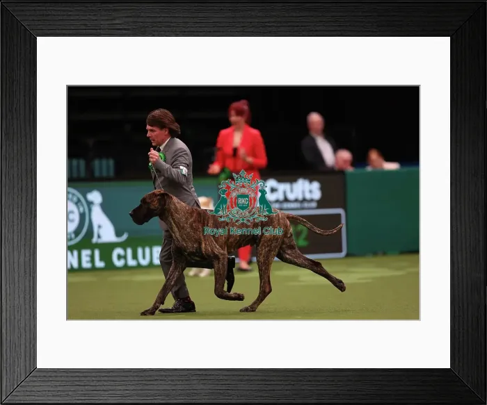 Framed Print : Lesley Chappell and Adam Chappell from Matlock with Guy, a Great Dane, which was the Best of Breed winner today (Friday 10. 03. 23), the second day of Crufts 2023, at the NEC Birmingham Framed Print : Lesley Chappell and Adam Chappell from Matlock with Guy, a Great Dane, which was the Best of Breed winner today (Friday 10. 03. 23), the second day of Crufts 2023, at the NEC Birmingham