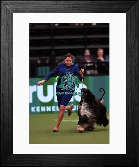 Framed Print : Claire Millward and Liz Millward from Sheffield with Alfie, an Afghan Hound, which was the Best of Breed winner today (Saturday 11. 03. 23), the third day of Crufts 2023, at the NEC Birmingham Framed Print : Claire Millward and Liz Millward from Sheffield with Alfie, an Afghan Hound, which was the Best of Breed winner today (Saturday 11. 03. 23), the third day of Crufts 2023, at the NEC Birmingham