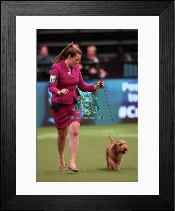 Framed Print : Antonia Leech from Wiltshire with Cushla, a Basset Fauve de Bretagne, which was the Best of Breed winner today (Saturday 11. 03. 23), the third day of Crufts 2023, at the NEC Birmingham Framed Print : Antonia Leech from Wiltshire with Cushla, a Basset Fauve de Bretagne, which was the Best of Breed winner today (Saturday 11. 03. 23), the third day of Crufts 2023, at the NEC Birmingham