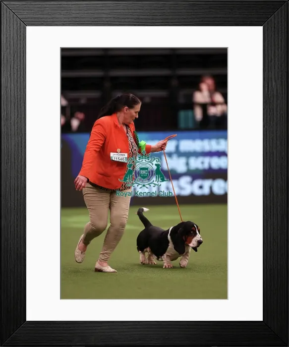 Framed Print : Liz Cudlip from County Durham with Bruce, a Basset Hound, which was the Best of Breed winner today (Saturday 11. 03. 23), the third day of Crufts 2023, at the NEC Birmingham. Liz Cudlip from County Durham with Bruce, a Basset Hound Framed Print : Liz Cudlip from County Durham with Bruce, a Basset Hound, which was the Best of Breed winner today (Saturday 11. 03. 23), the third day of Crufts 2023, at the NEC Birmingham. Liz Cudlip from County Durham with Bruce, a Basset Hound