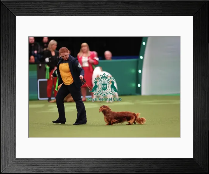 Framed Print : Lesley McNaughton from Irvine with Gaby, a Dachshund (Wire Haired), which was the Best of Breed winner today (Saturday 11. 03. 23), the third day of Crufts 2023, at the NEC Birmingham