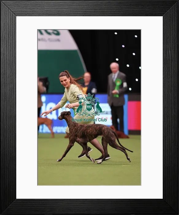 Framed Print : Ina Koulermou from Germany with Aya, a Great Hound, which was the Best of Breed winner today (Saturday 11. 03. 23), the third day of Crufts 2023, at the NEC Birmingham Framed Print : Ina Koulermou from Germany with Aya, a Great Hound, which was the Best of Breed winner today (Saturday 11. 03. 23), the third day of Crufts 2023, at the NEC Birmingham